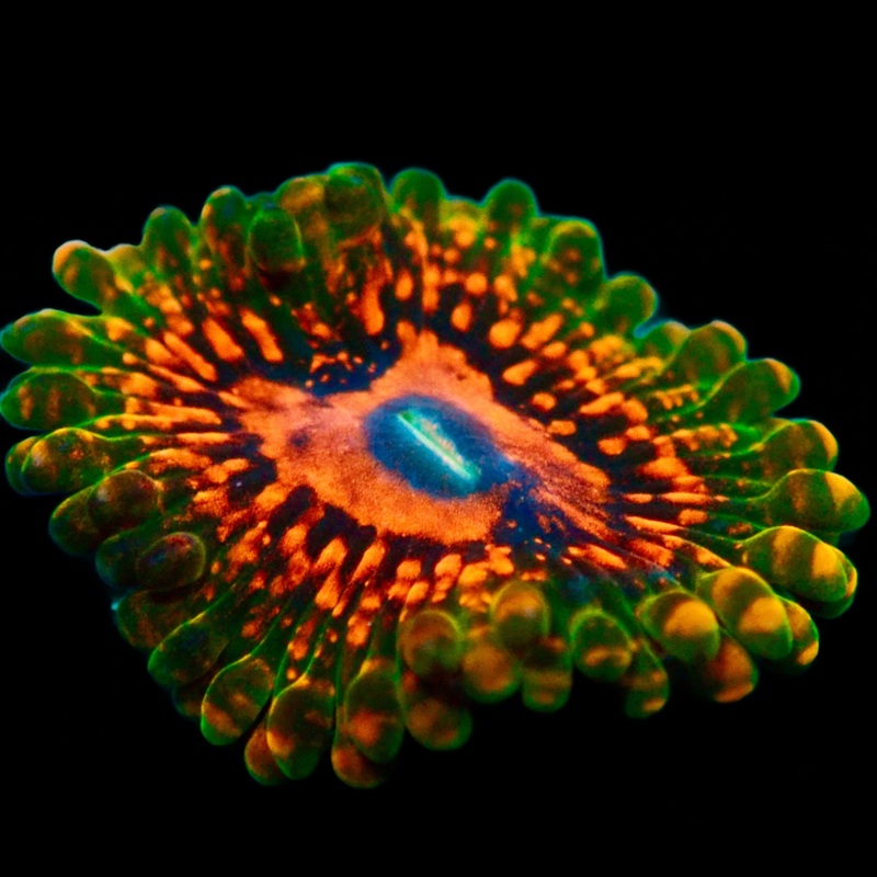 Grand Master Krakatoa Palythoa Per Polyp