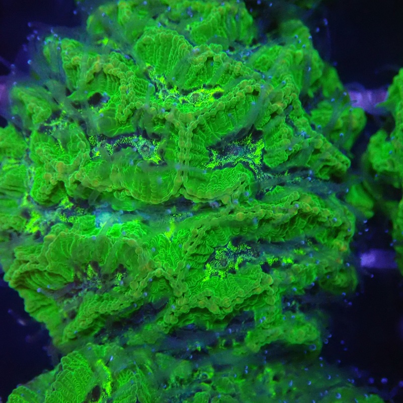Green Favia