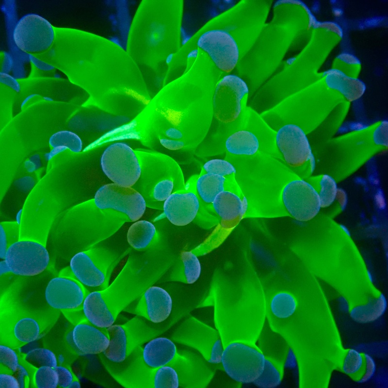 Green Frogspawn par tte