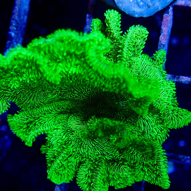 Green Pavona