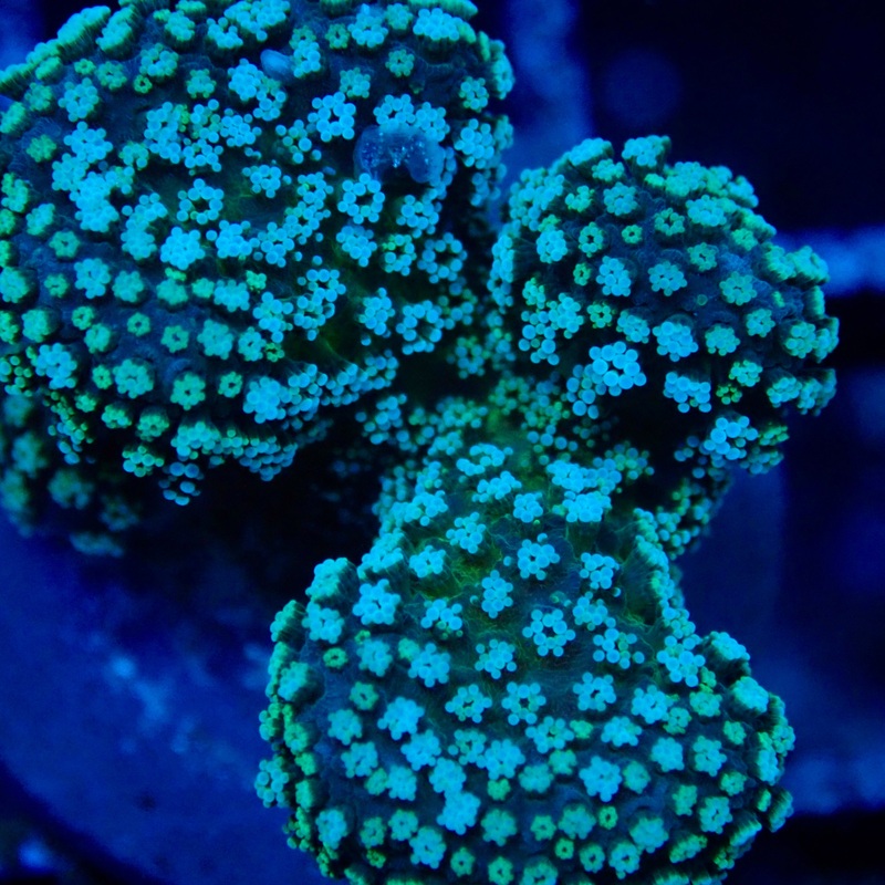 Green Stylophora