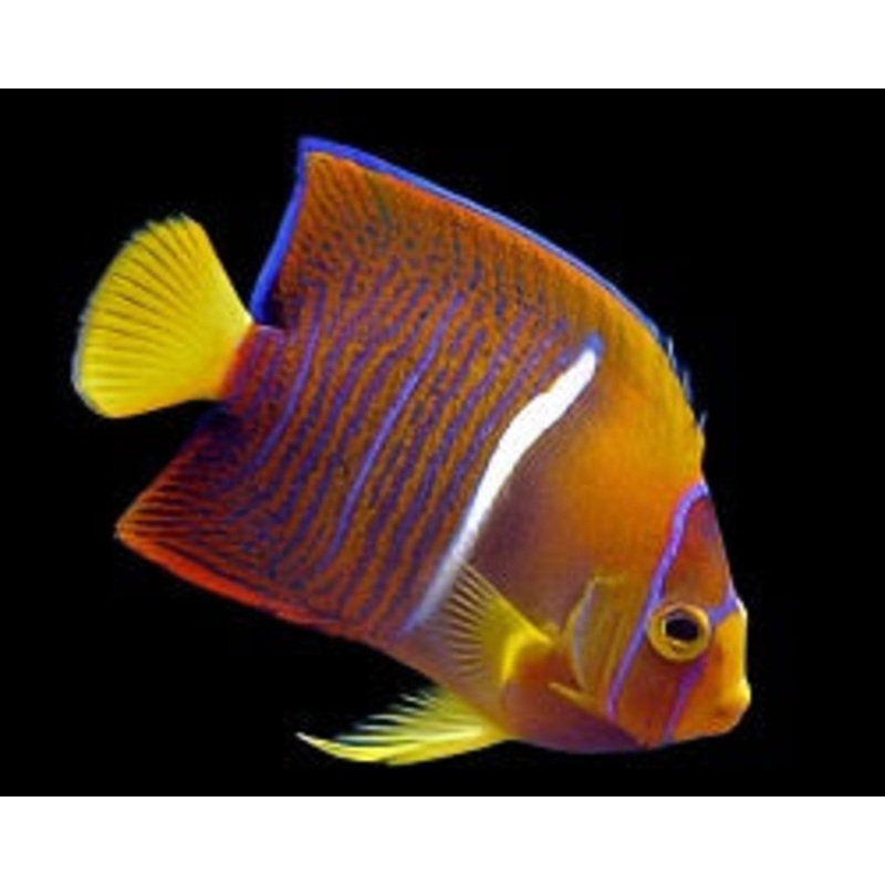 Holacanthus passer (Passer Angelfish)