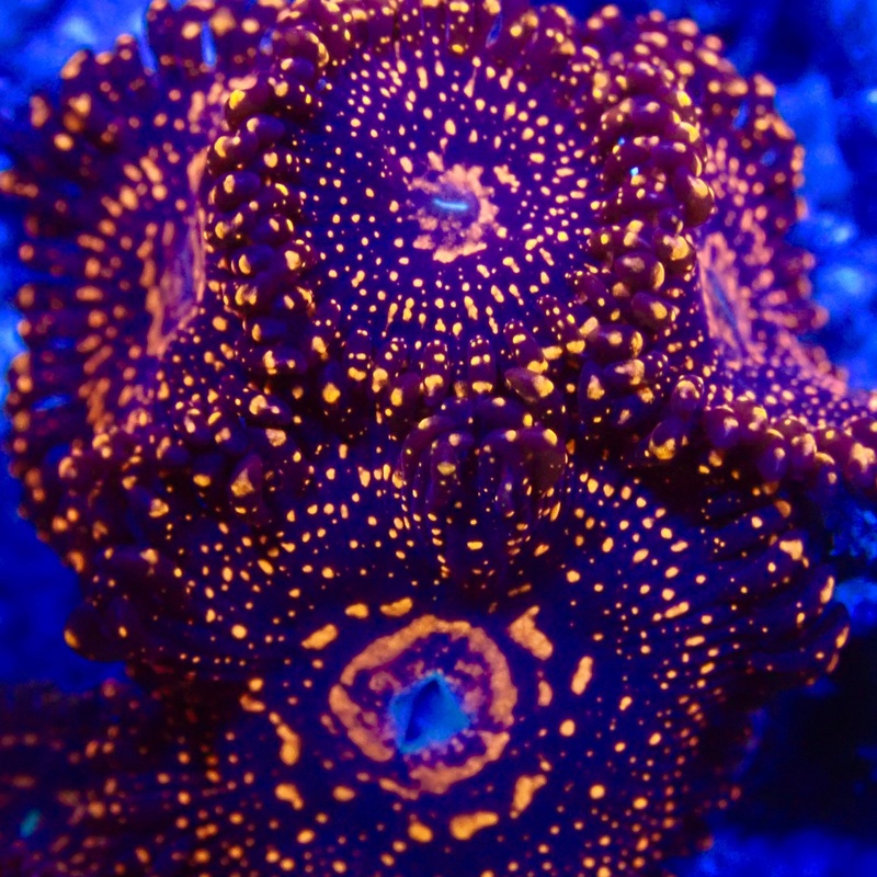 Illuminati zoas Frag