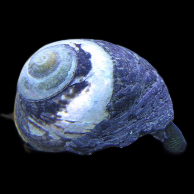 Margarita  escargots (snail)