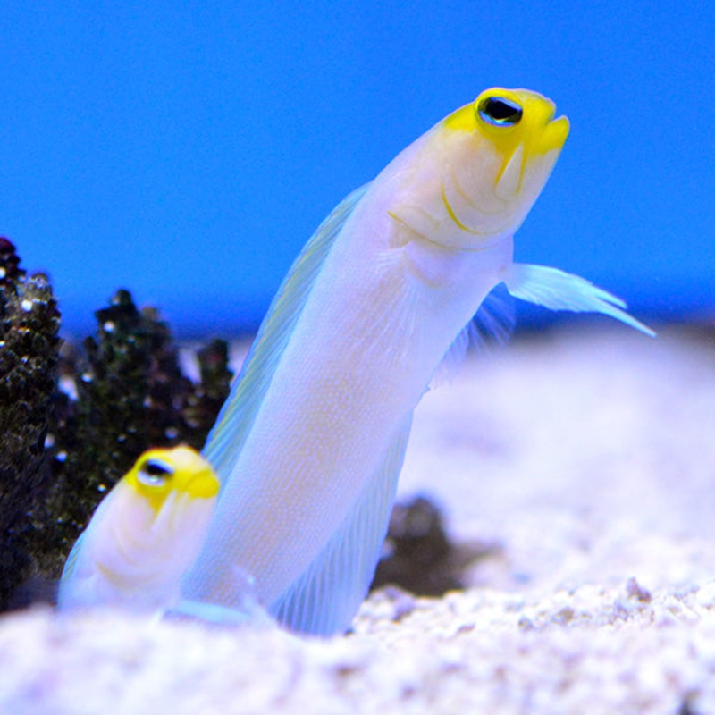 Mchoire Nacre ( Pearly Jawfish)
