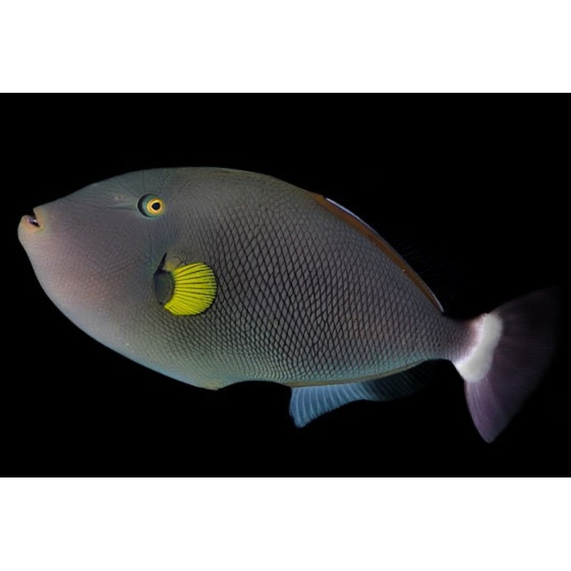 melichthys vidua (Pink Tail Trigger)