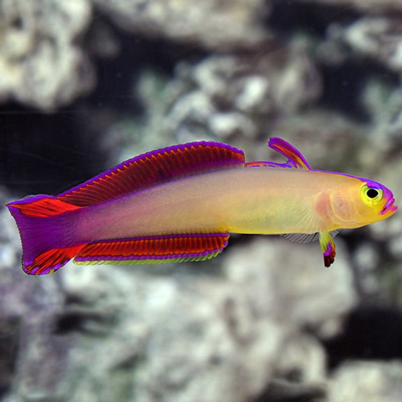 Nemateleotris exquisita ( Exquisite Firefish )