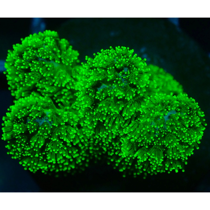 Neon Green Pocillopora