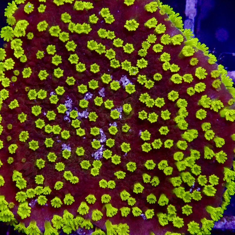 Neon Green Polyp Montipora