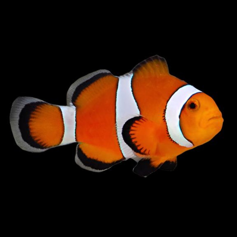 Ocellaris (Clownfish) Normal Medium