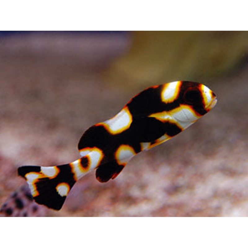 Oriental Sweetlips