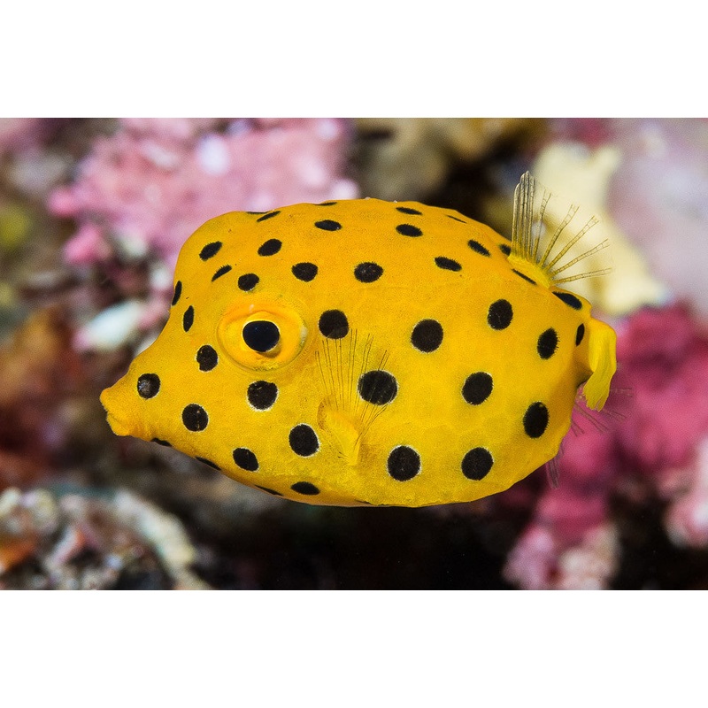 Ostracion cubicus (Yellow Cubicus)