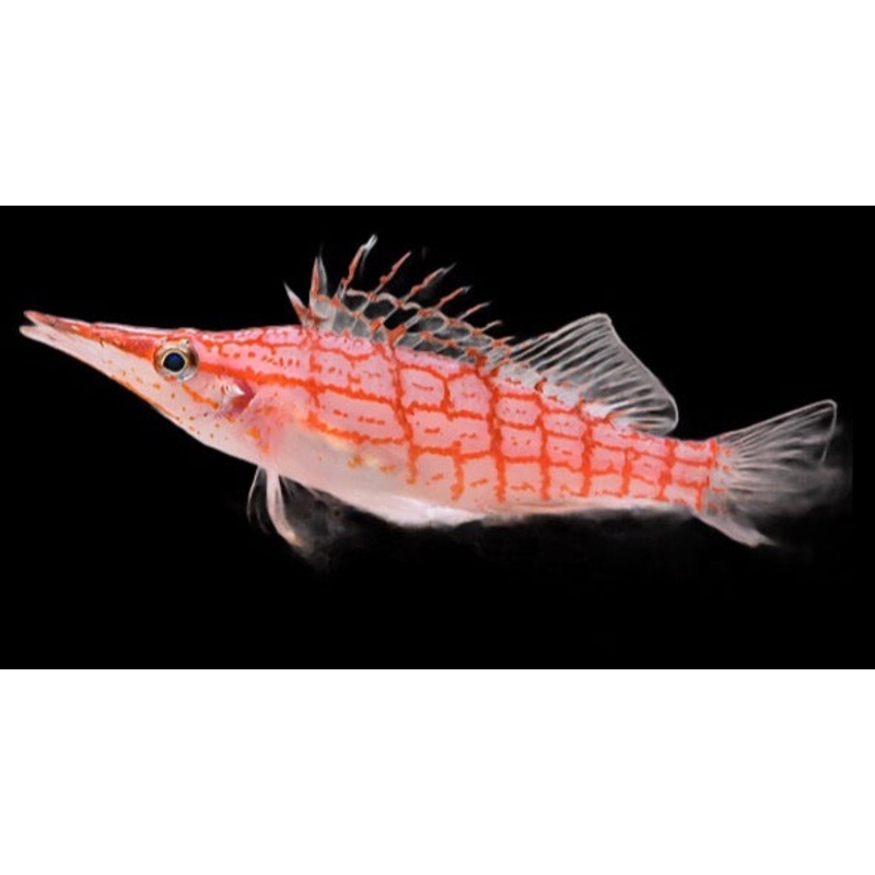 Oxycirrhites typus (Longnose Hawkfish)