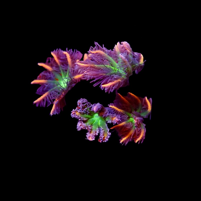 Papaya head (Clove Polyps)