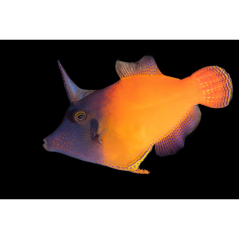 Pervagor janthinosoma (Red tail file fish)