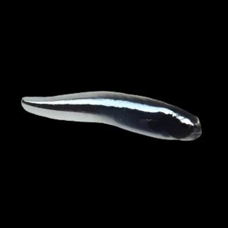 Pholidychtys luecotaenia (Engineer Goby)
