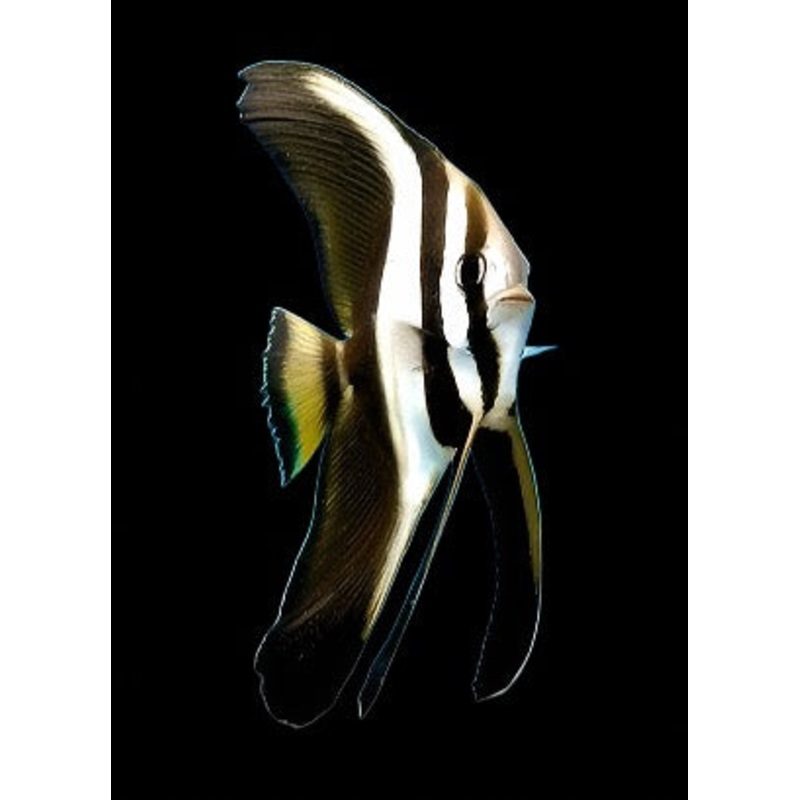 Platax teira (Teira Batfish)
