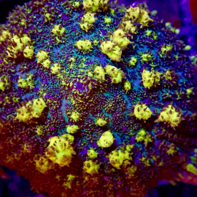 Plutonium Bounce Mushroom