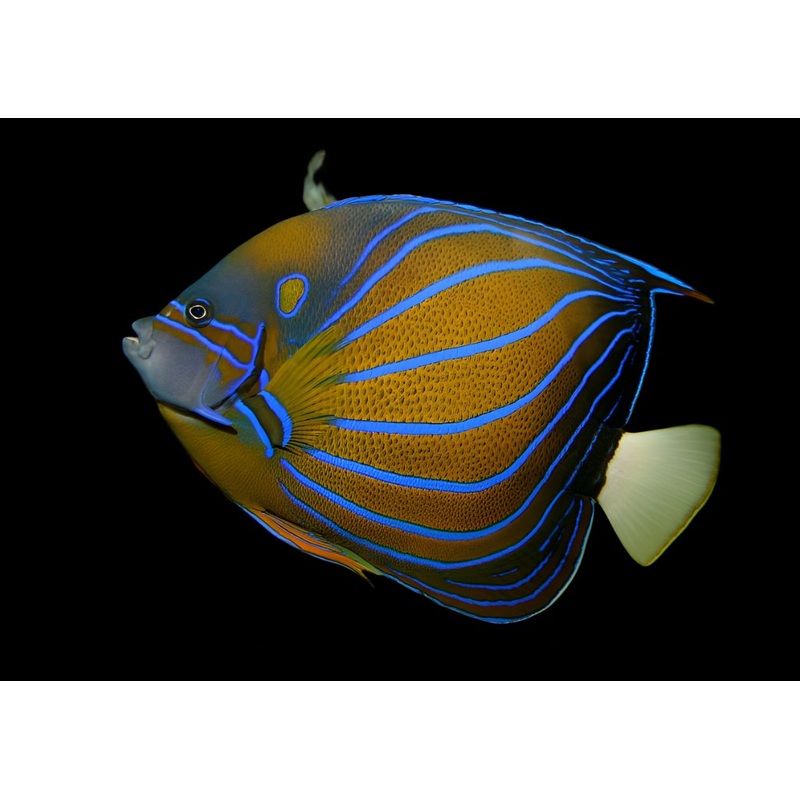 Poisson Ange Annularis
