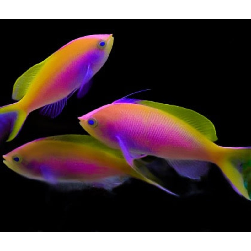 Pseudanthias bartlettorum (Bartlett Anthias)