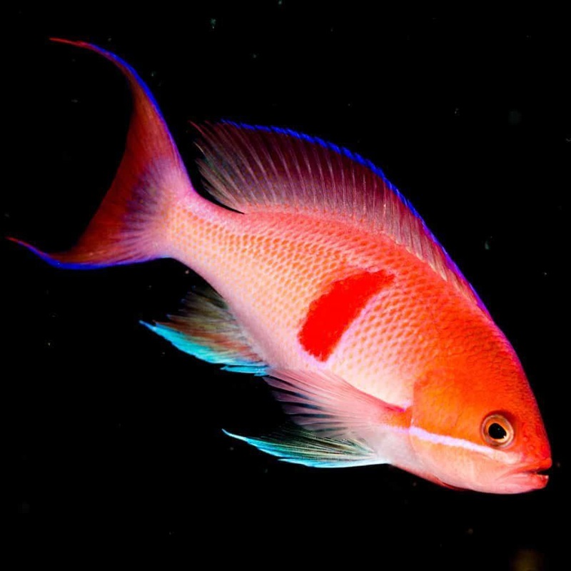 Pseudanthias rubrizonatus (Tricolor Anthias)