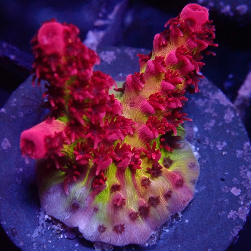 Red Planet Acropora