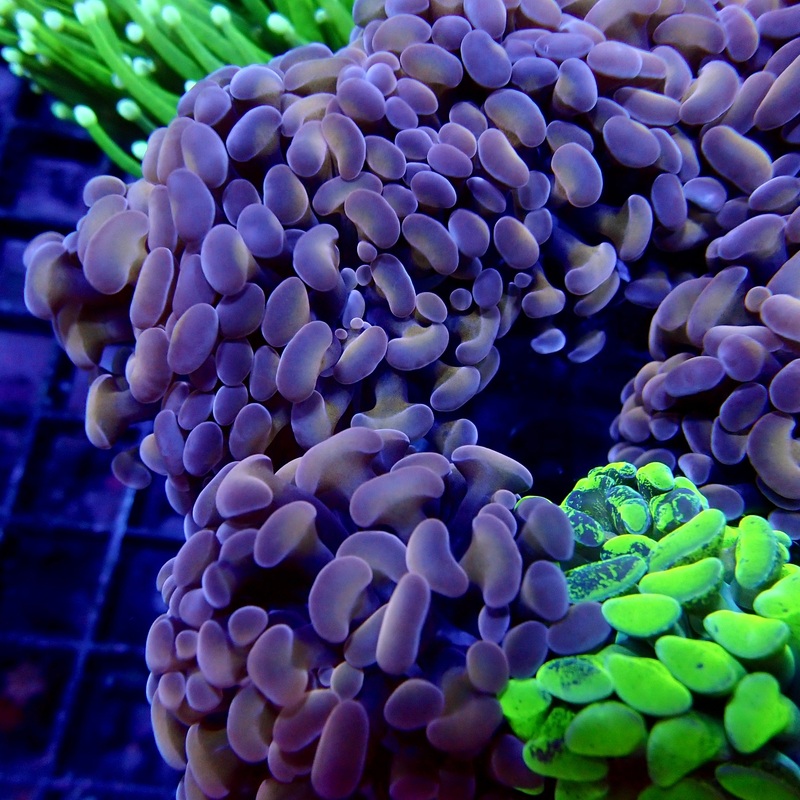Rose Bud Branching Hammer frag par tte