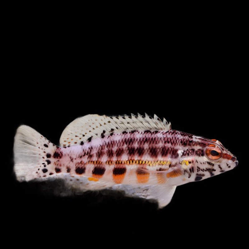 Serranus baldwini (Lantern Basslet)
