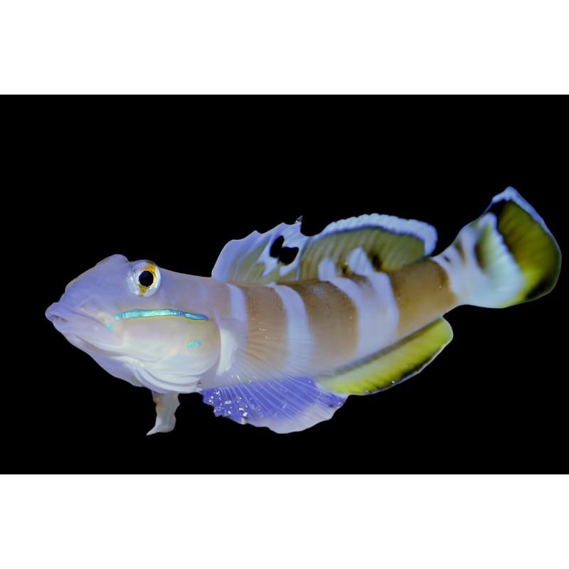 Tigre Wardi Gobie ( Tiger Wardi )