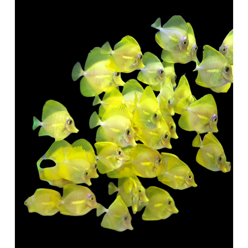Zebrasoma flavescens (Yellow tang) lev en captivit