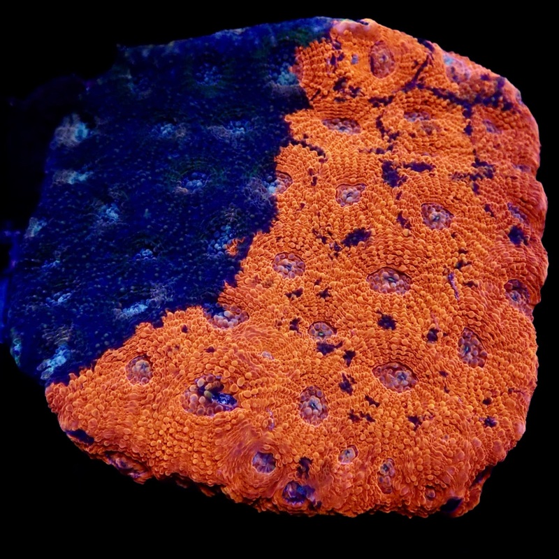 Acantastrea Bleu fonc et Orange Colony