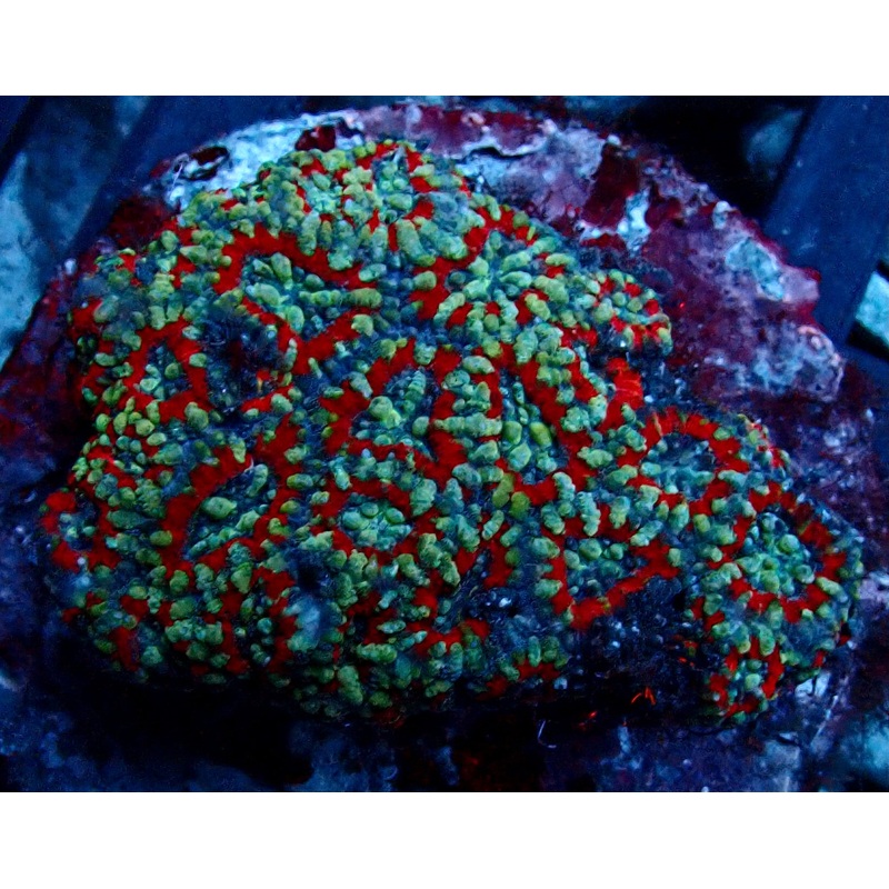 Acanthastrea