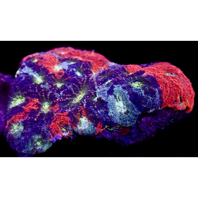 Acanthastrea tricolor colony