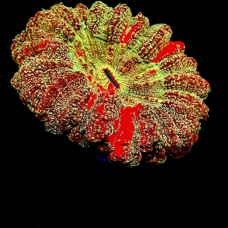 Acanthophyllia
