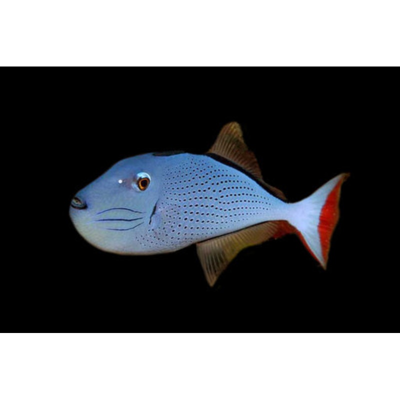 Baliste  queue rouge (Red Tail Triggerfish) Lg