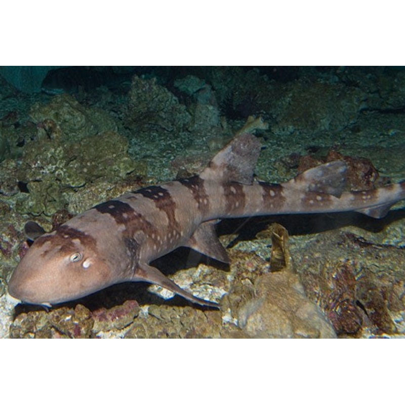 Bamboo Cat Shark