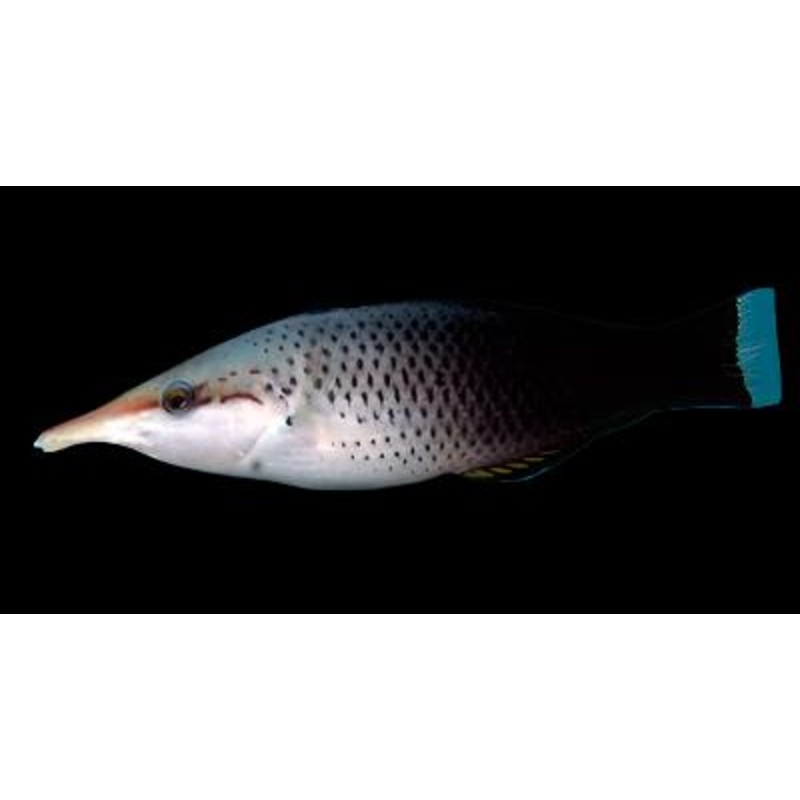 Brown Bird Wrasse 4.6-5.5