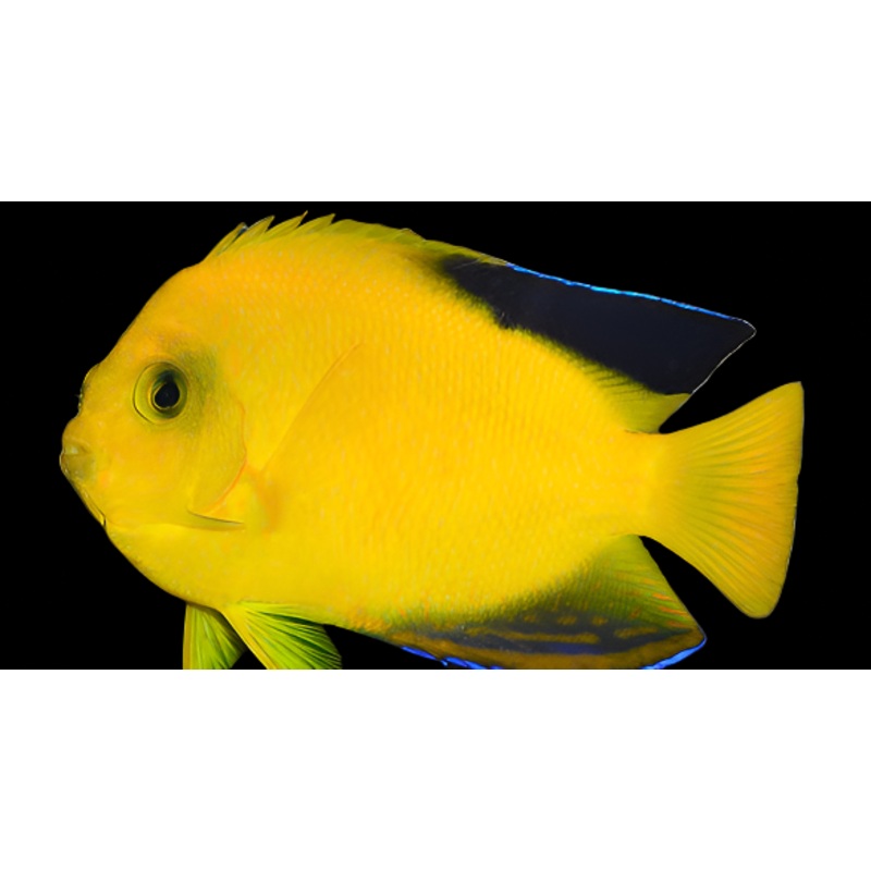 Centropyge Woodheadi ( Woodheadi Black tip Angel )
