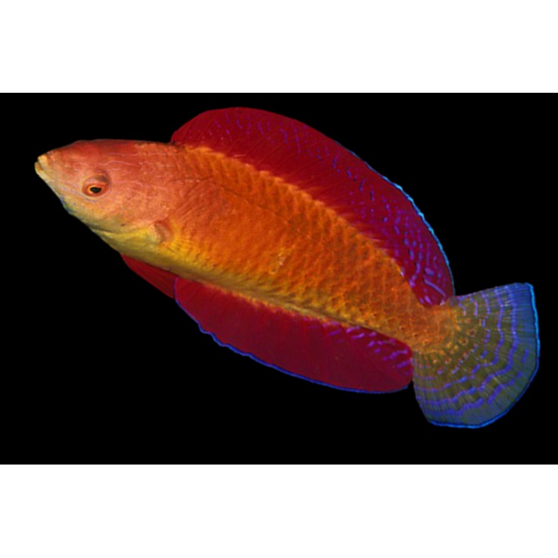 Cirrhilabrus rubripinnis (Ruby Finned Fairy Wrasse )