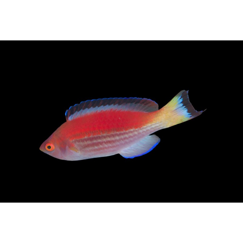 Cirrhilaburs Marjorie (Marjorie Fairy Wrasse)