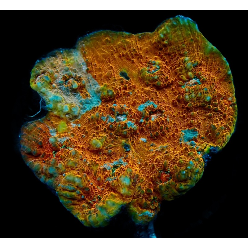 Echinophyllia ( Chalice Multicolor )