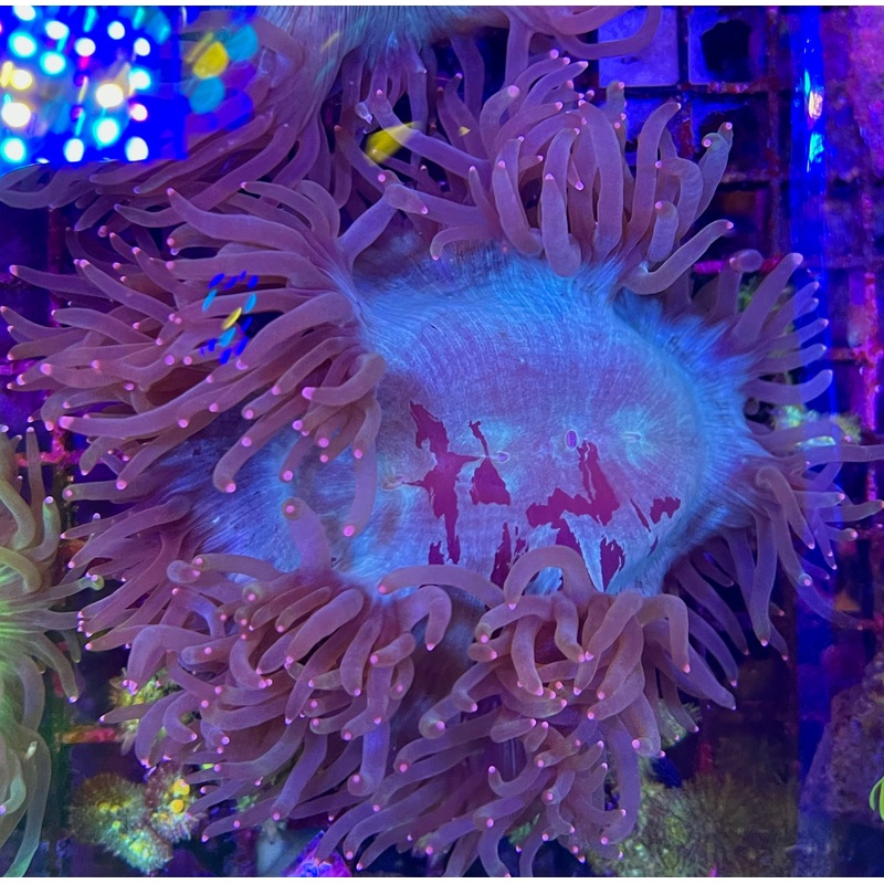 Elegance Coral
