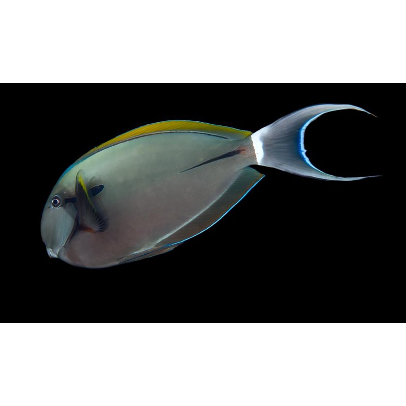 Epaulette Surgeonfish ( Black shoulder tang )