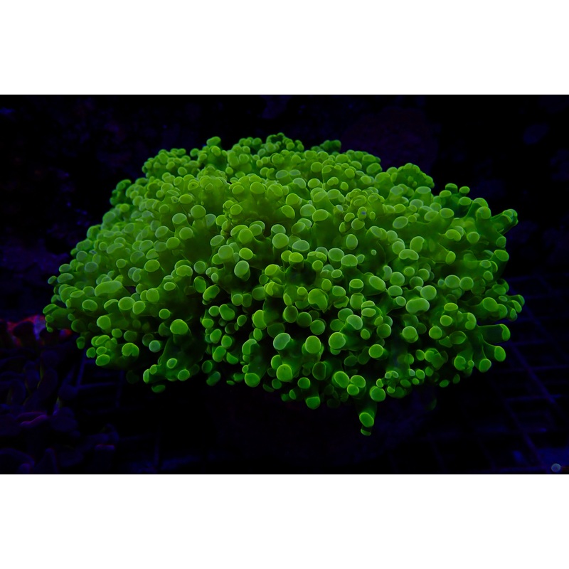 Euphyllia divisa Colony