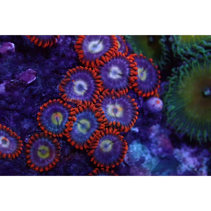 Fire and Ice zoanthid frag