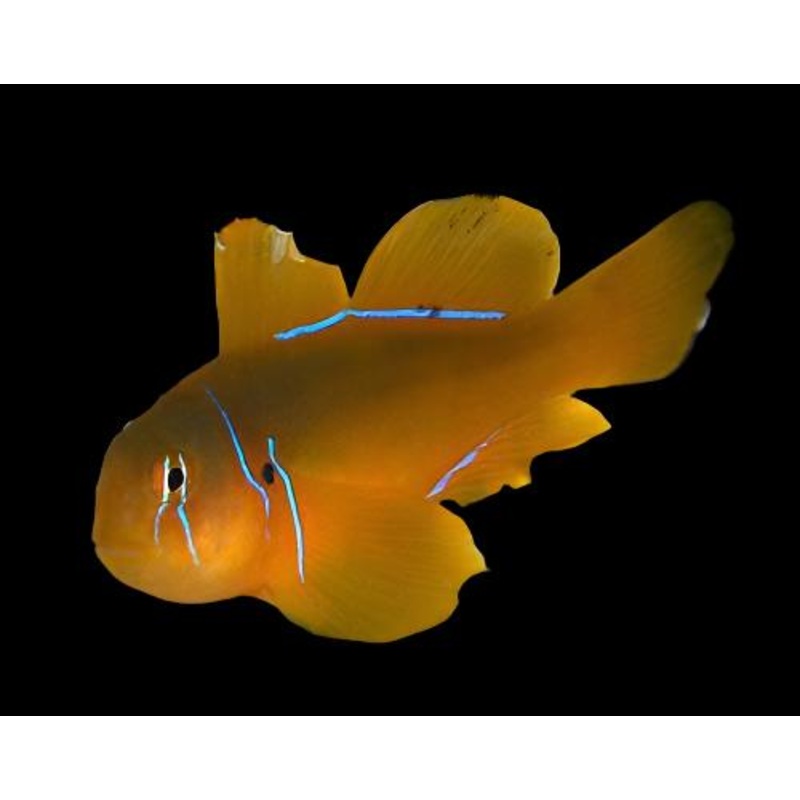 Gobiodon citrinus (Citron Clown Goby)
