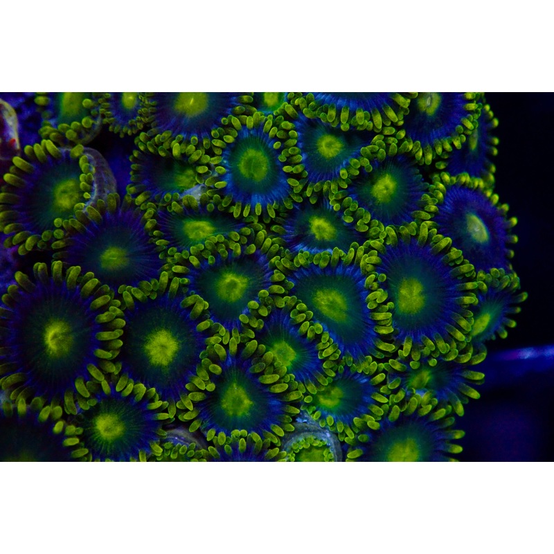 Green Goblin Zoanthid frag