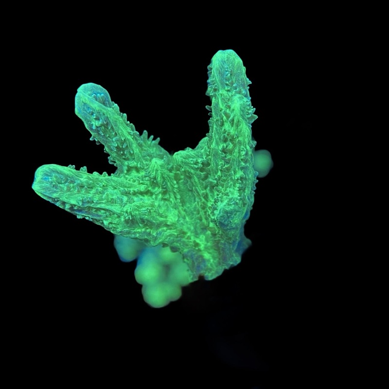 Green Hydnophora Frag