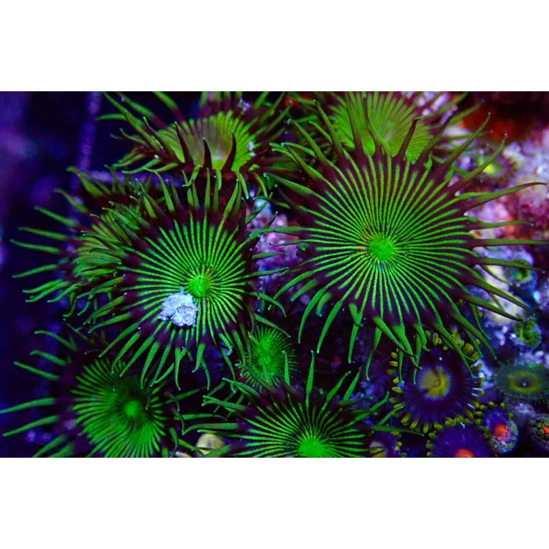 Green Implosion Palythoa frag