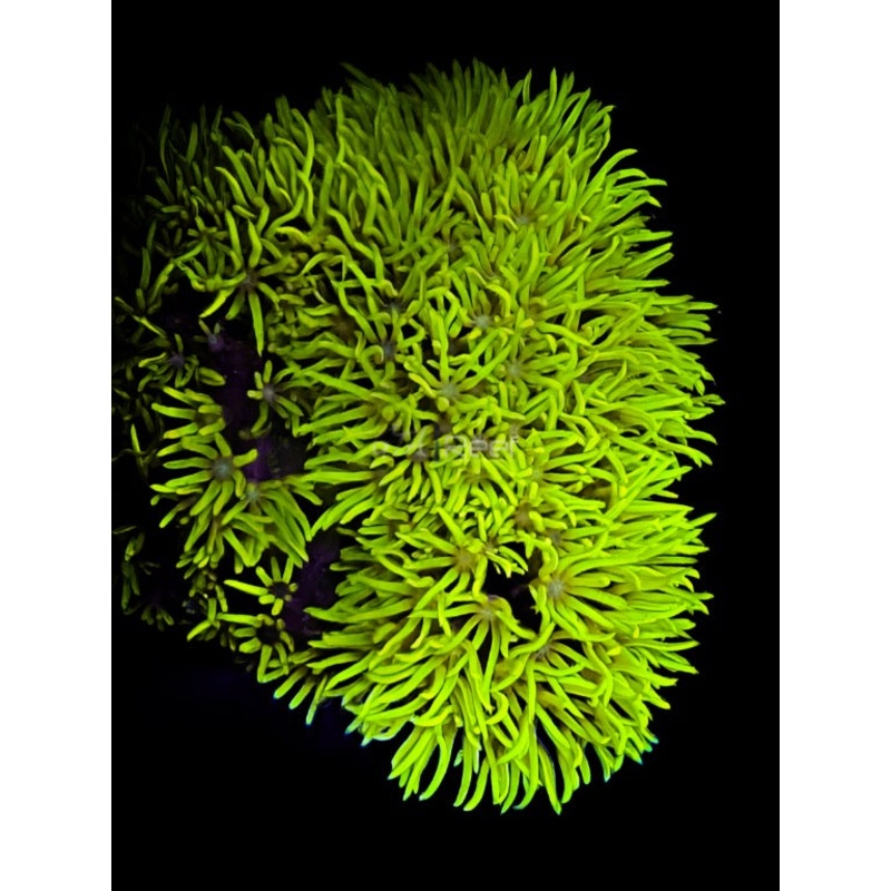 GSP ( Green Star Polyps )